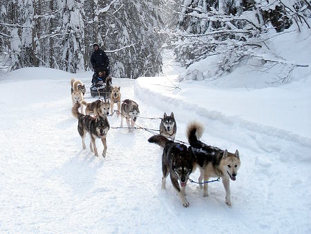 mushing en forêt