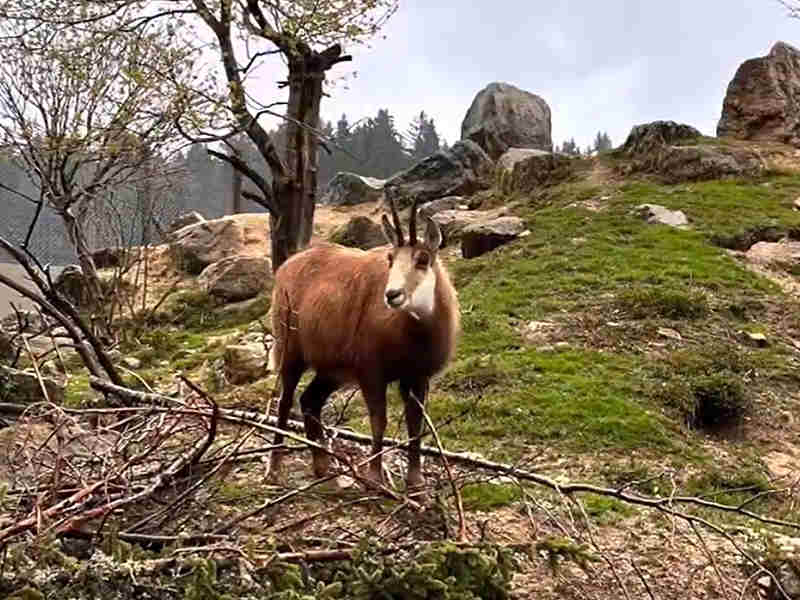 chamois