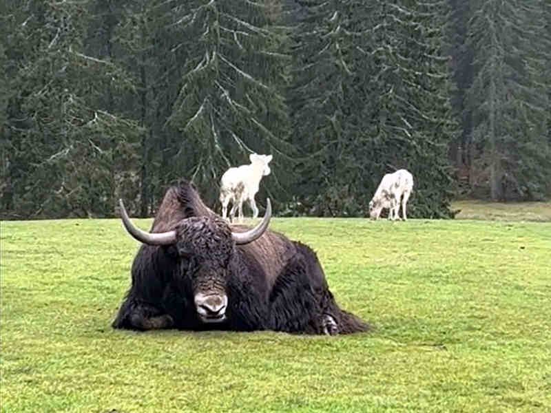 rennes, yaks, mouflons