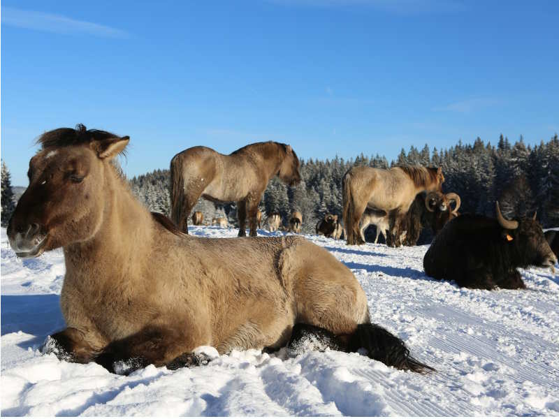 cheval konik