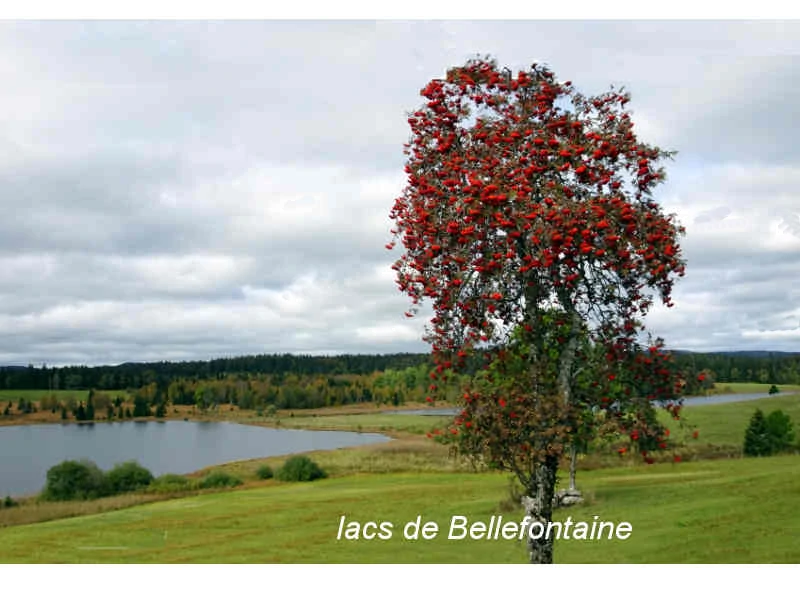 lacs de Bellefontaine