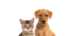 chat et chien