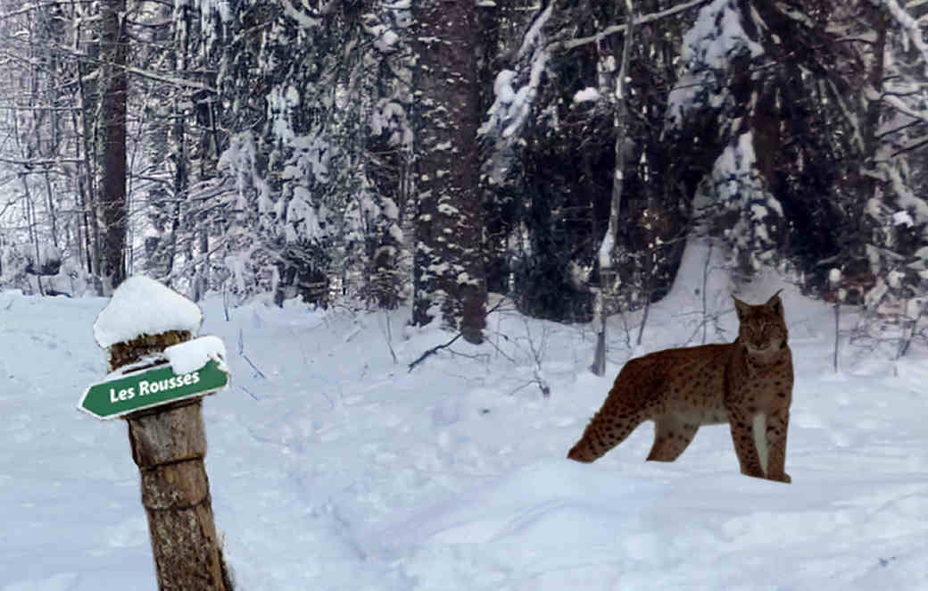 lynx dans le Risoux