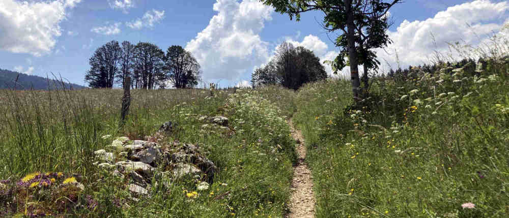 Sentier vers le lac