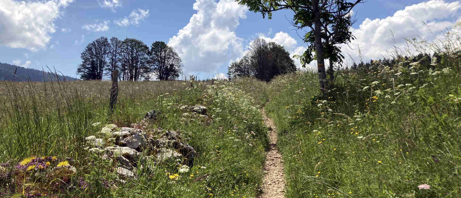 Sentier vers le lac