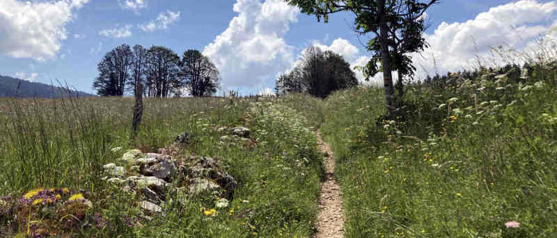 Sentier vers le lac