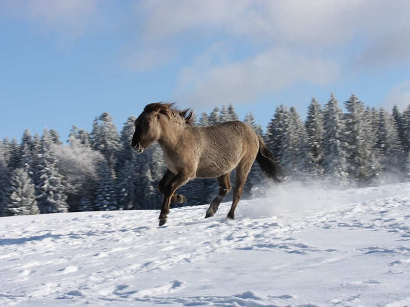 cheval Konik polski
