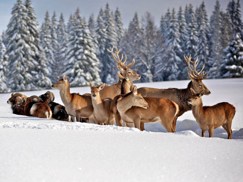 mouflons et cervidés